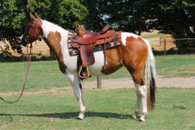 sophie dry king performance bay tobiano paint horse mare 2016 for sale left 2